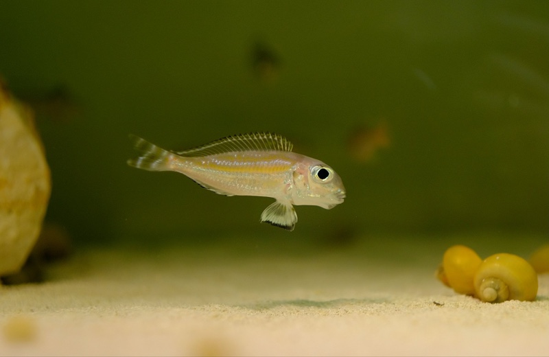 Xenotilapia caudafasciata